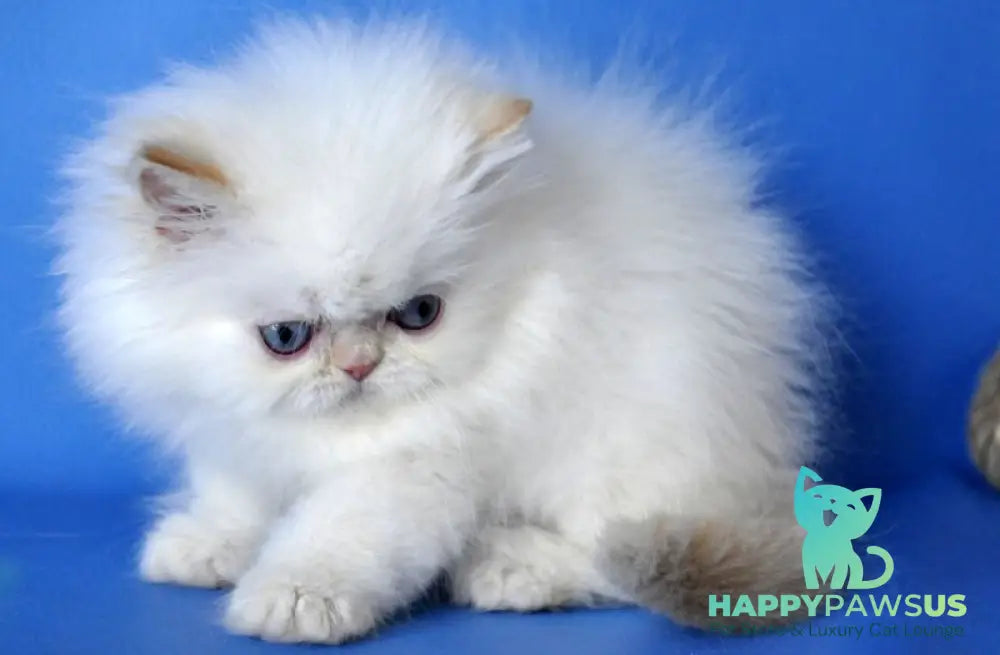 Boston Persian male cream pointed - live animals