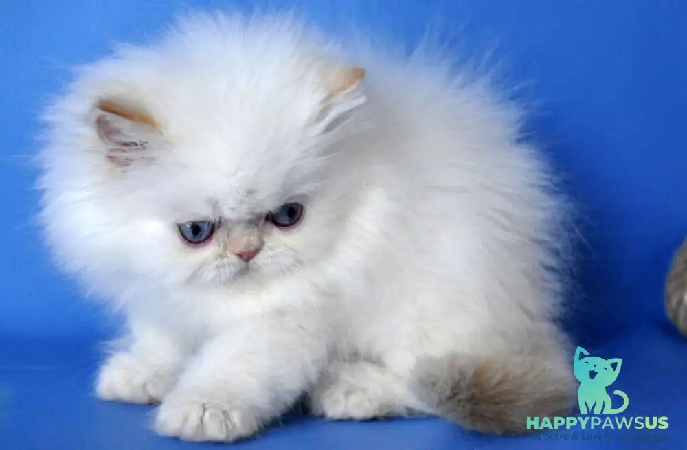 Boston Persian male cream pointed - live animals