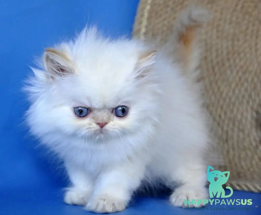 Boston Persian male cream pointed - live animals