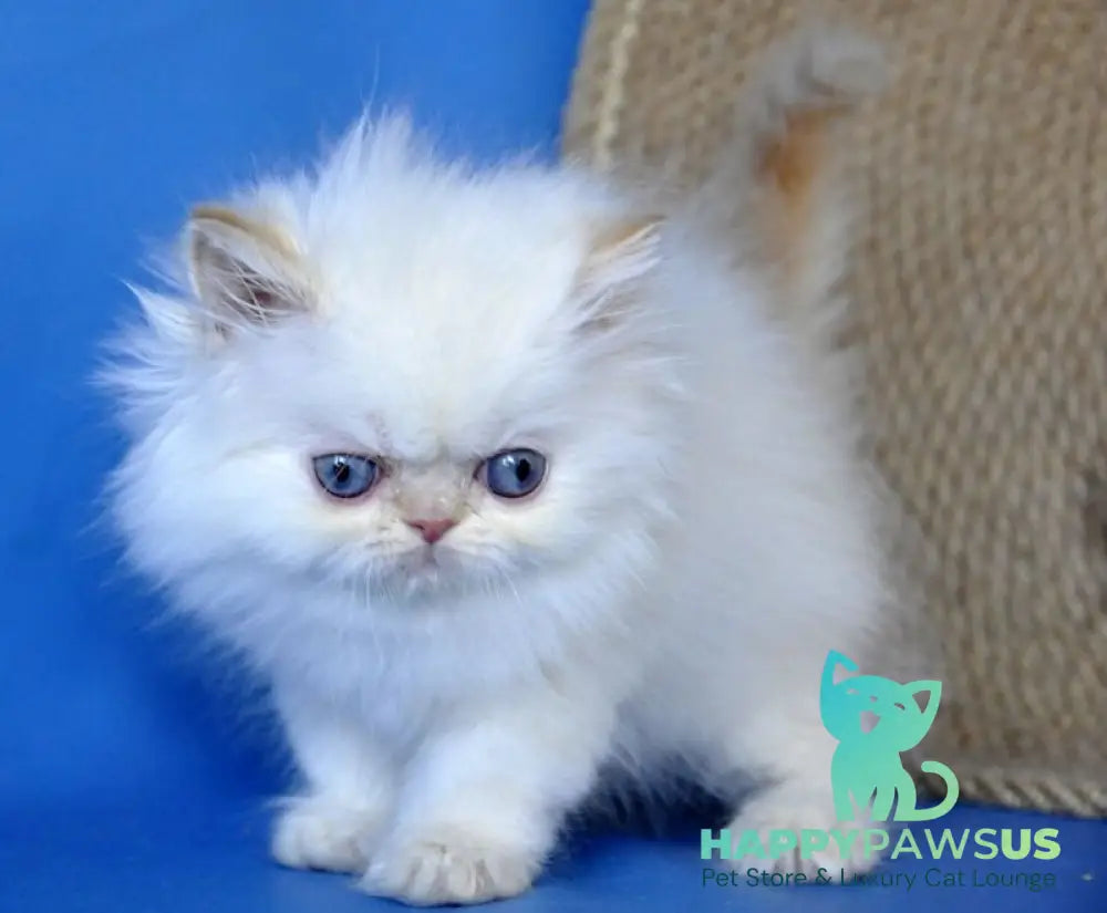 Boston Persian male cream pointed - live animals
