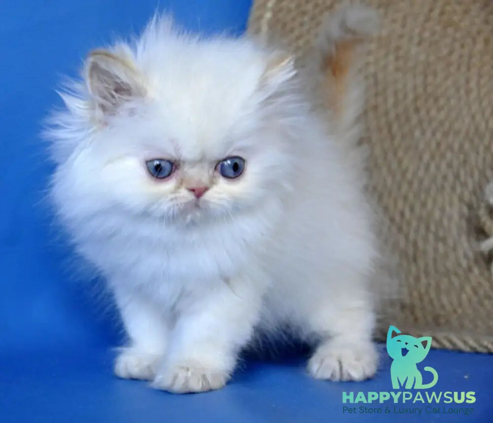 Boston Persian male cream pointed - live animals