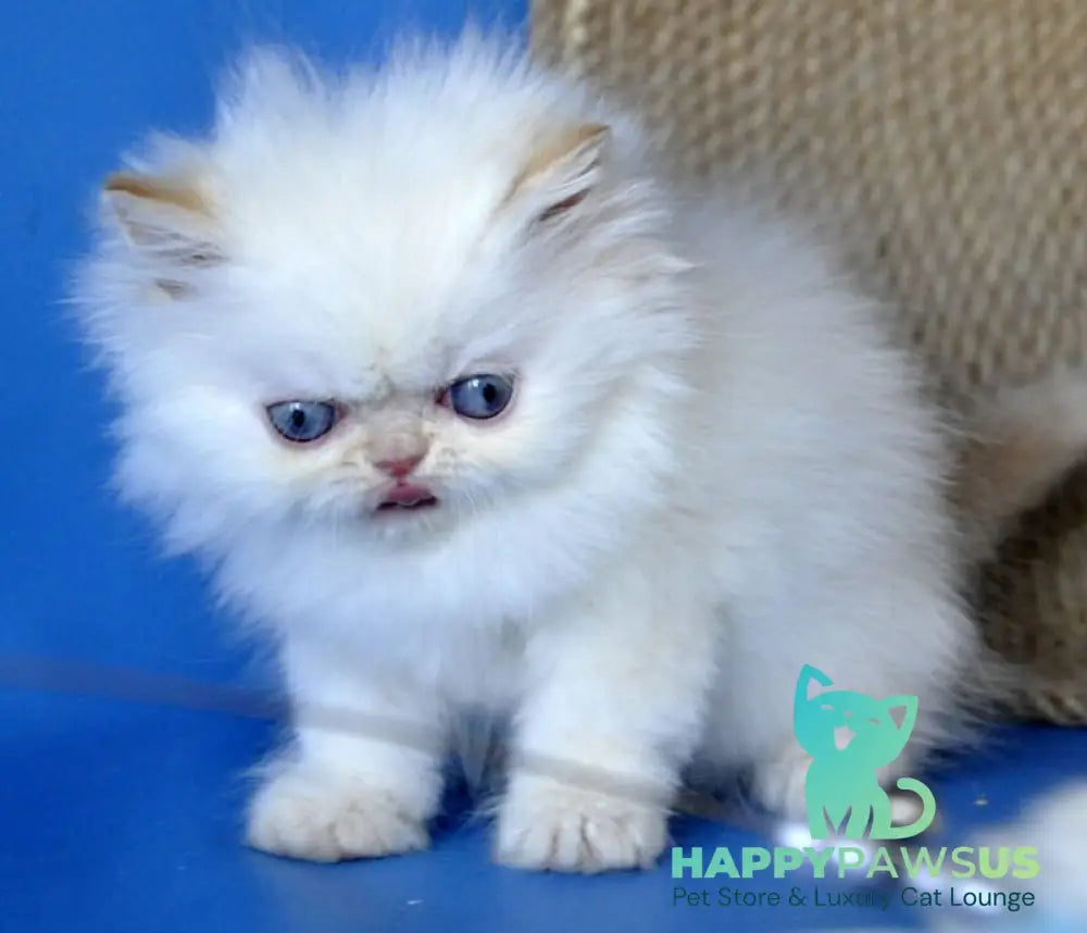 Boston Persian male cream pointed - live animals