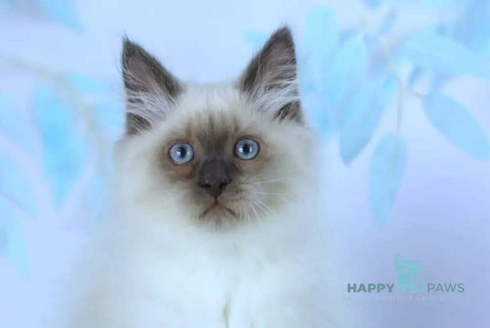 Boston Siberian male blue pointed live animals