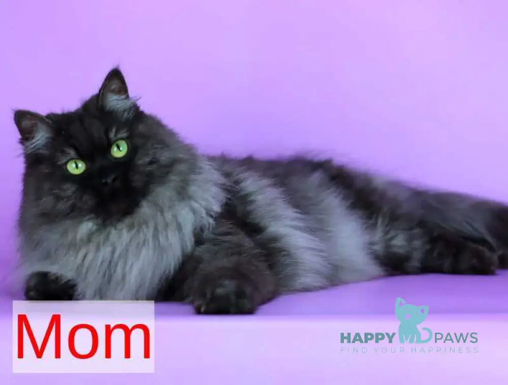 Boston Siberian male blue pointed live animals