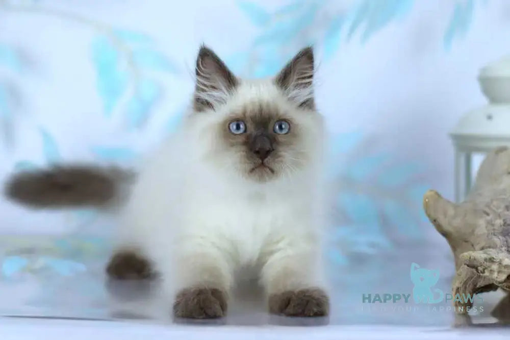 Boston Siberian male blue pointed live animals