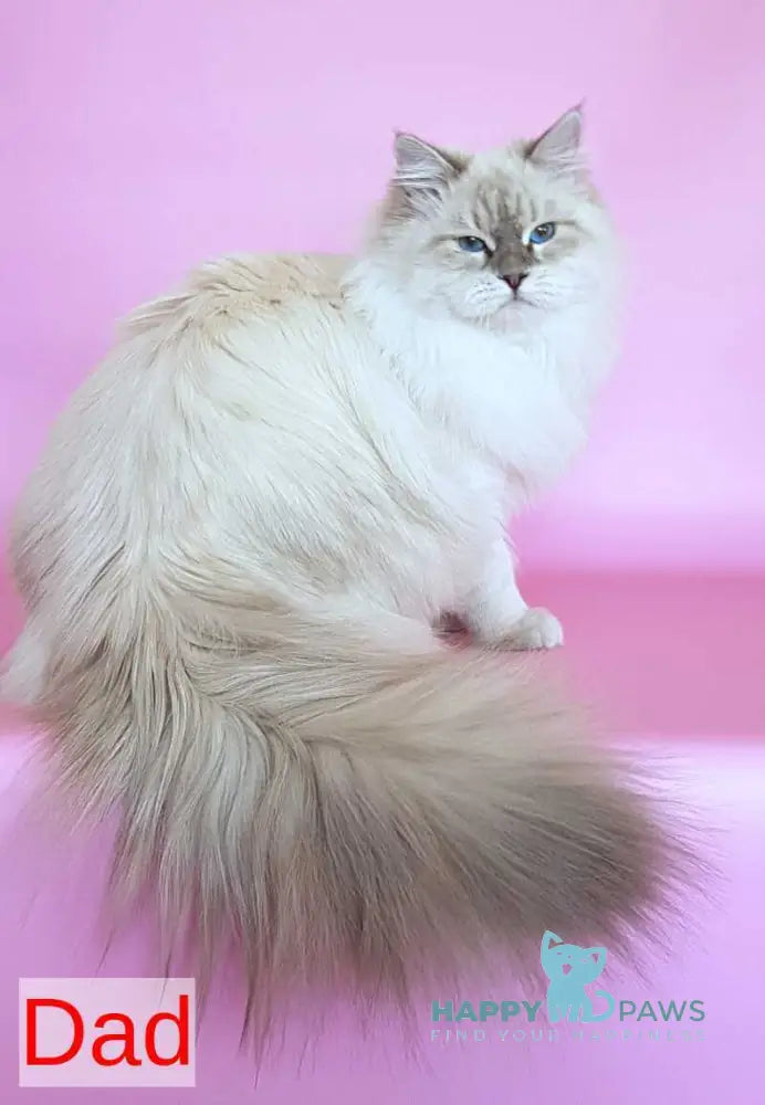 Boston Siberian male blue pointed live animals