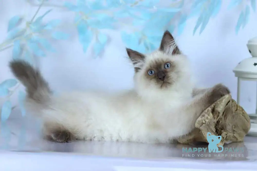 Boston Siberian male blue pointed live animals