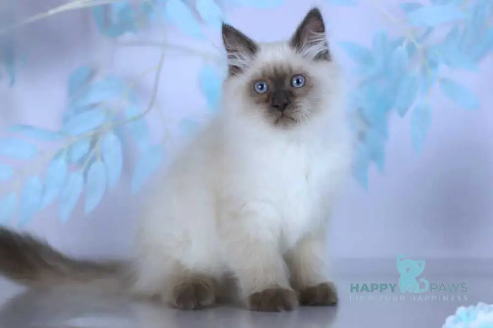Boston Siberian male blue pointed live animals