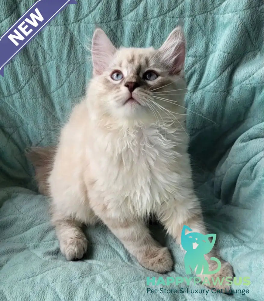 Boston Siberian male blue tabby pointed - live animals