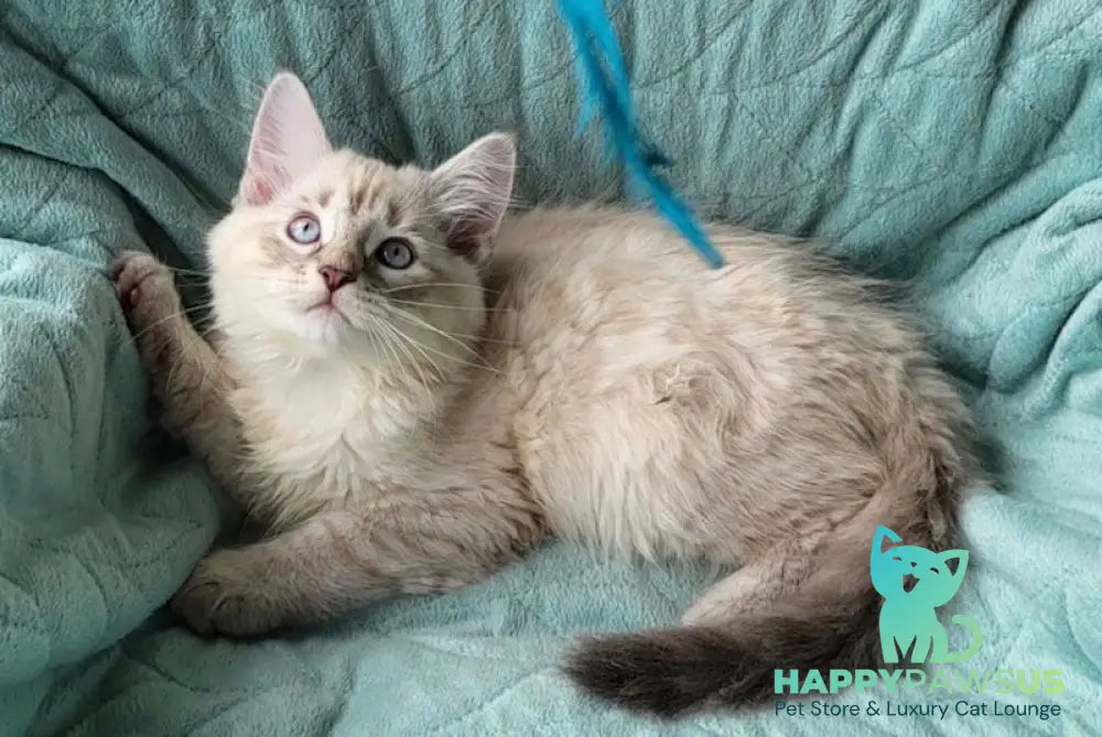 Boston Siberian male blue tabby pointed - live animals