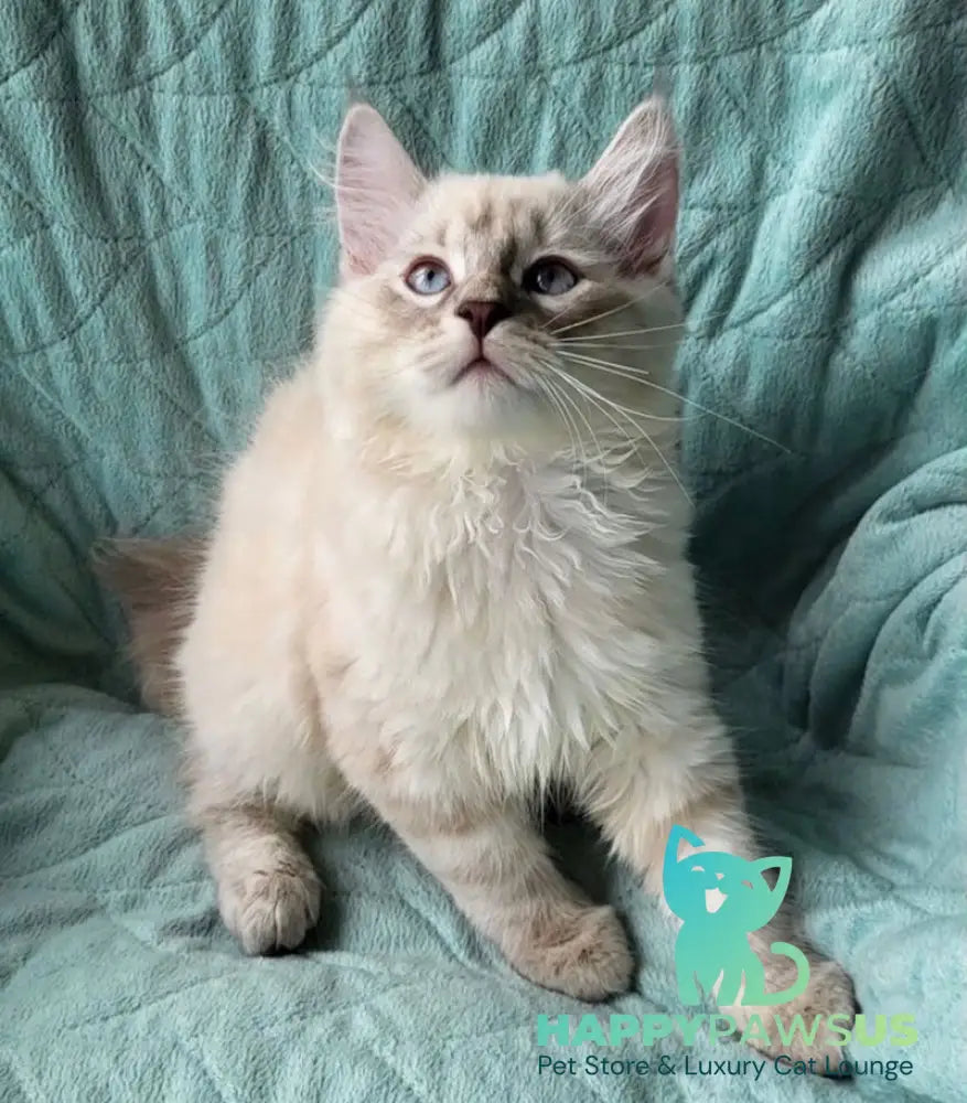 Boston Siberian male blue tabby pointed - live animals