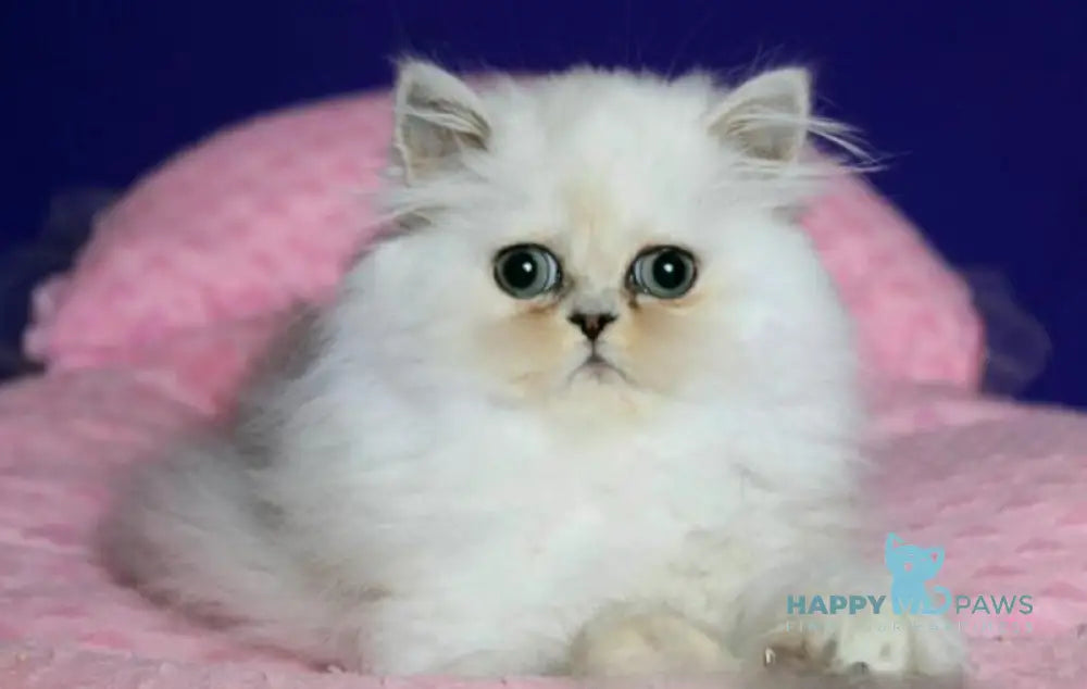 Bosya Persian female black silver shaded live animals