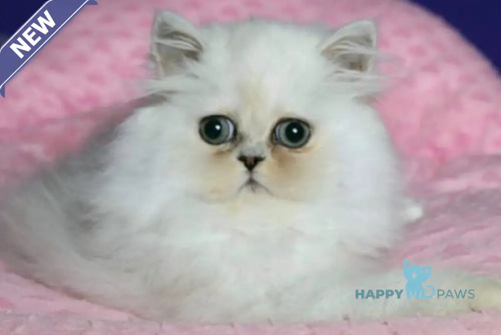Bosya Persian female black silver shaded live animals