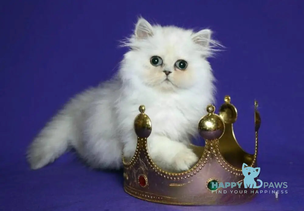 Bosya Persian female black silver shaded live animals