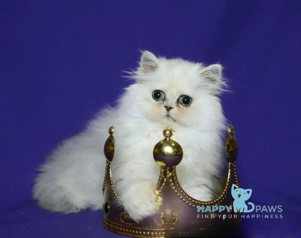 Bosya Persian female black silver shaded live animals