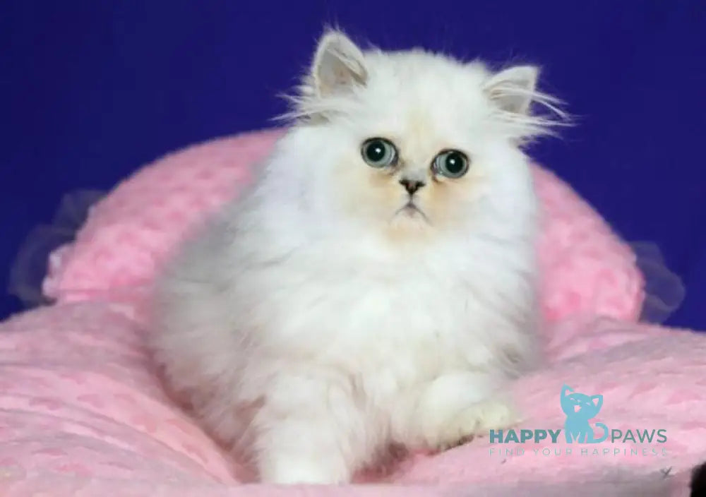 Bosya Persian female black silver shaded live animals