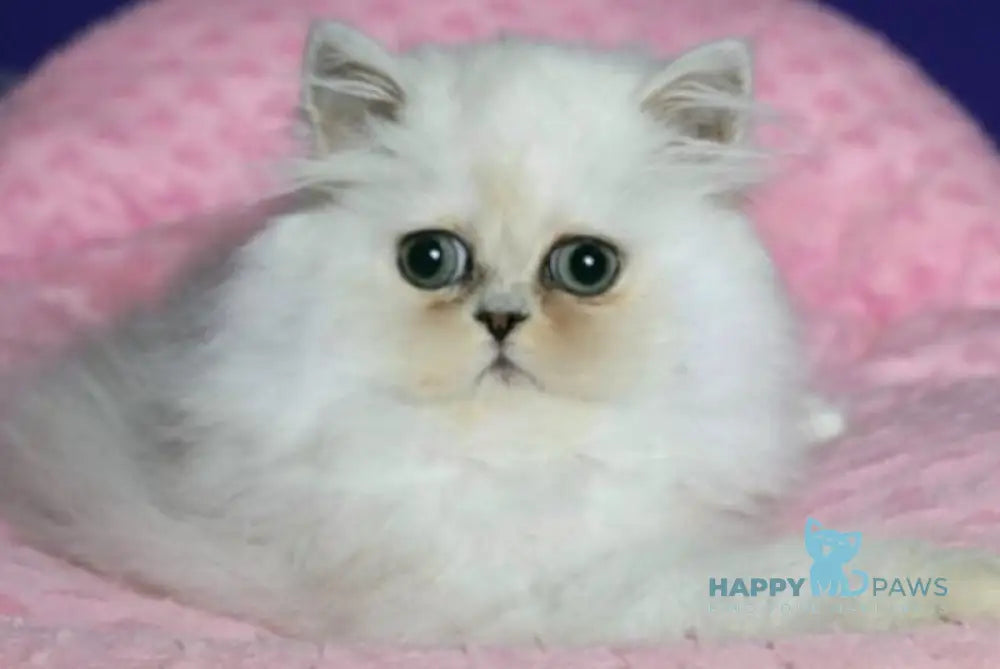 Bosya Persian female black silver shaded live animals