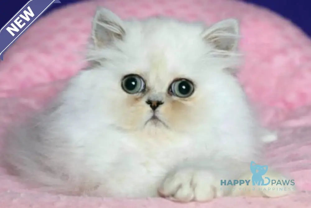 Bosya Persian female black silver shaded live animals
