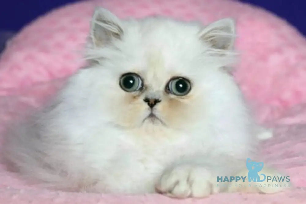 Bosya Persian female black silver shaded live animals