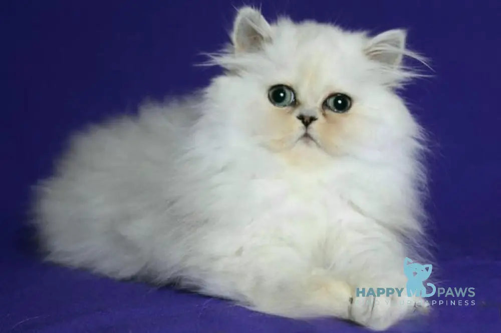 Bosya Persian female black silver shaded live animals