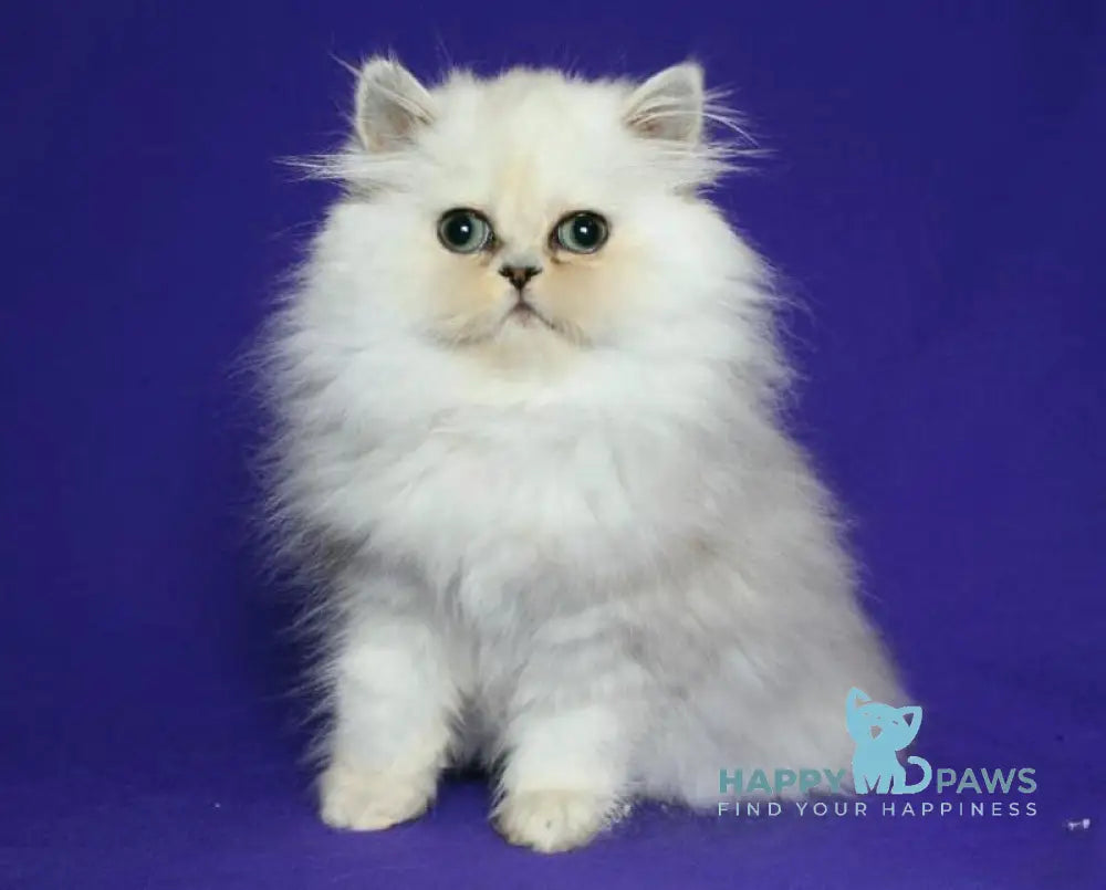 Bosya Persian female black silver shaded live animals