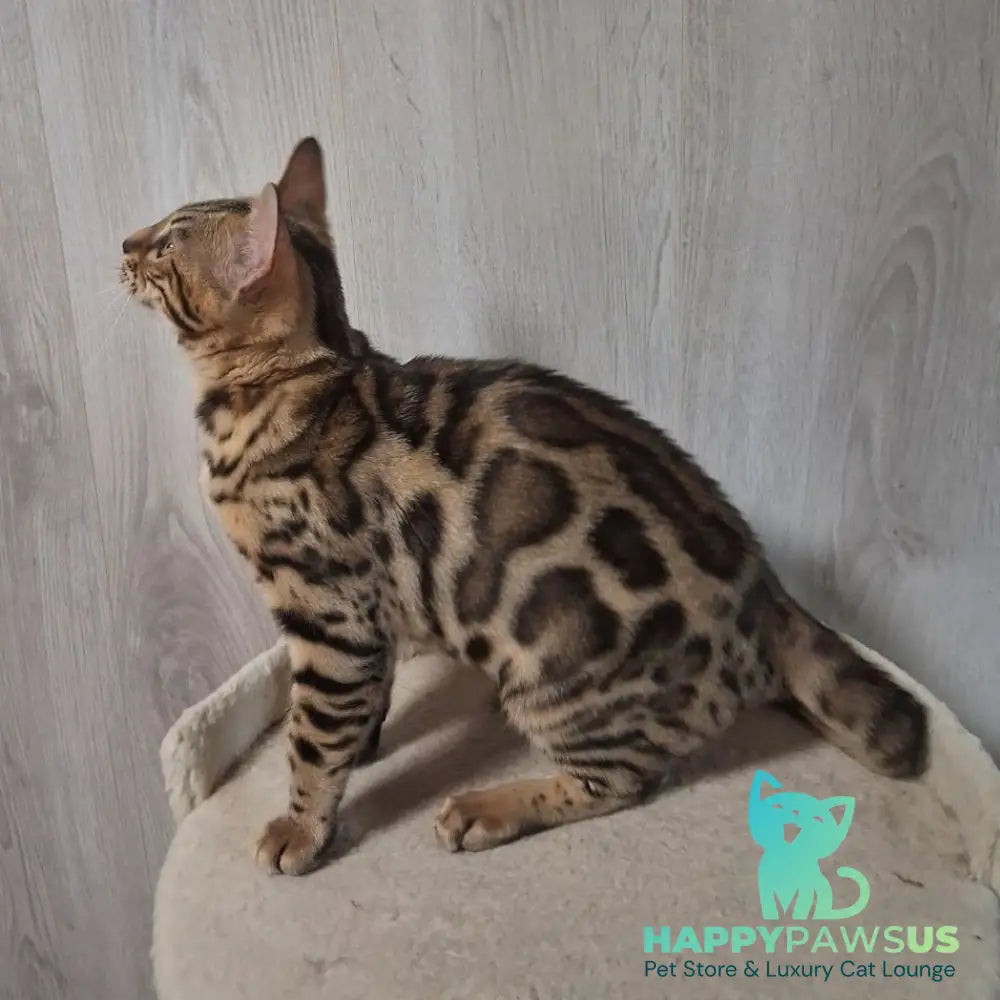 Bouncy Bengal female black spotted tabby - live animals
