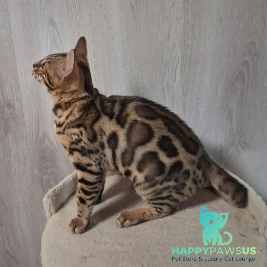Bouncy Bengal female black spotted tabby - live animals