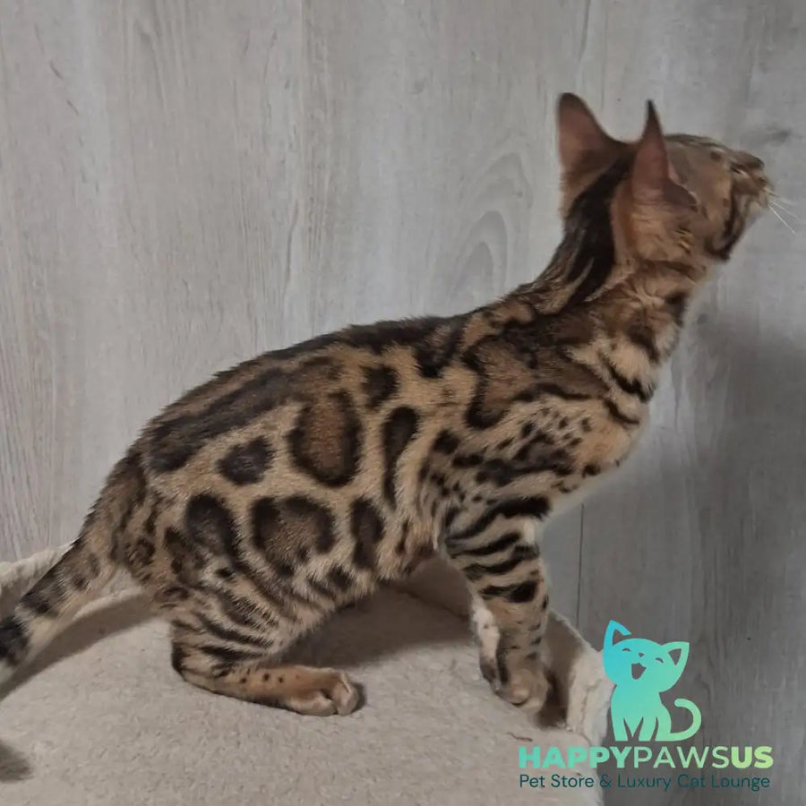 Bouncy Bengal female black spotted tabby - live animals