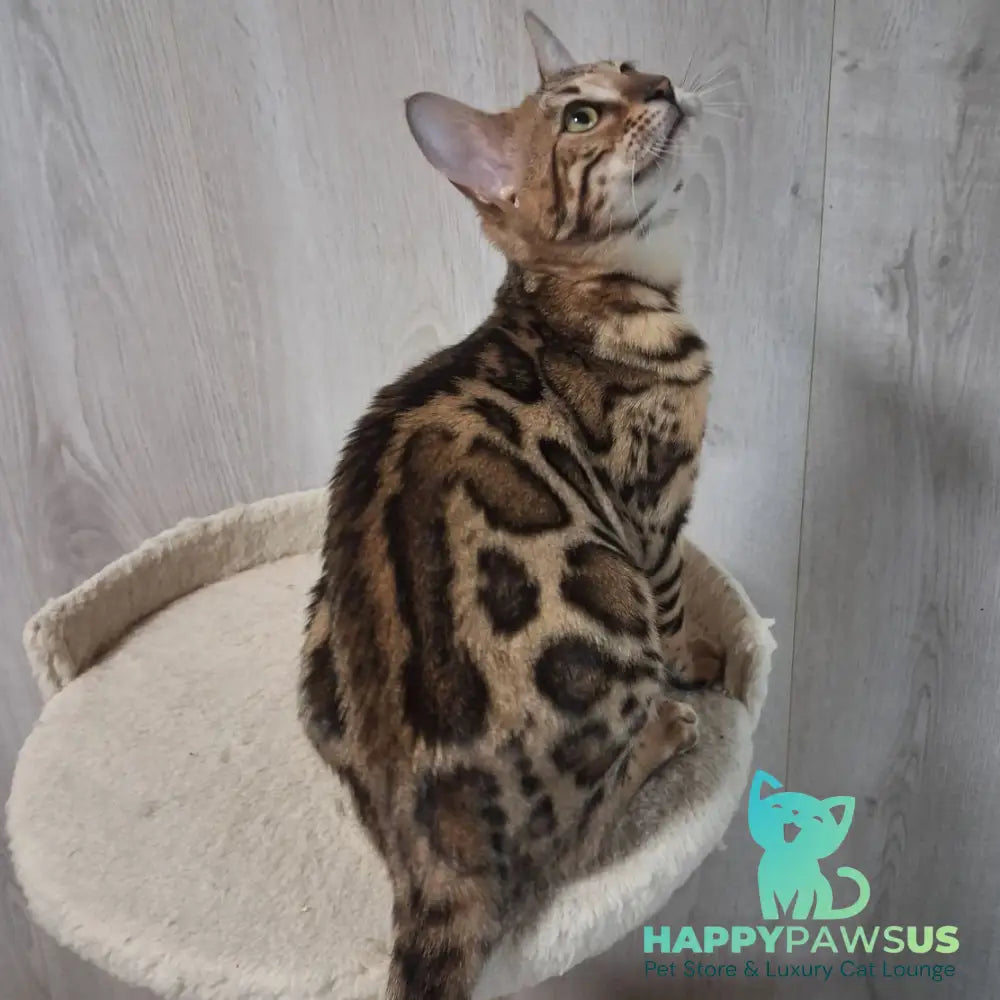 Bouncy Bengal female black spotted tabby - live animals