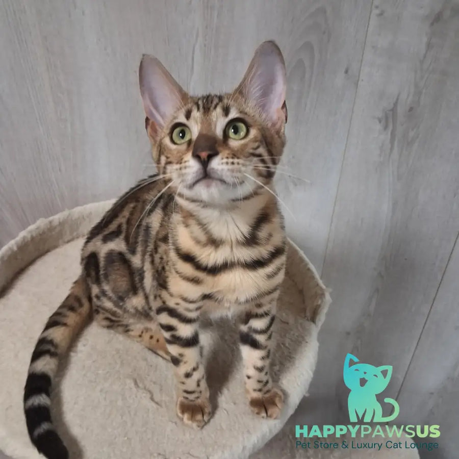 Bouncy Bengal female black spotted tabby - live animals