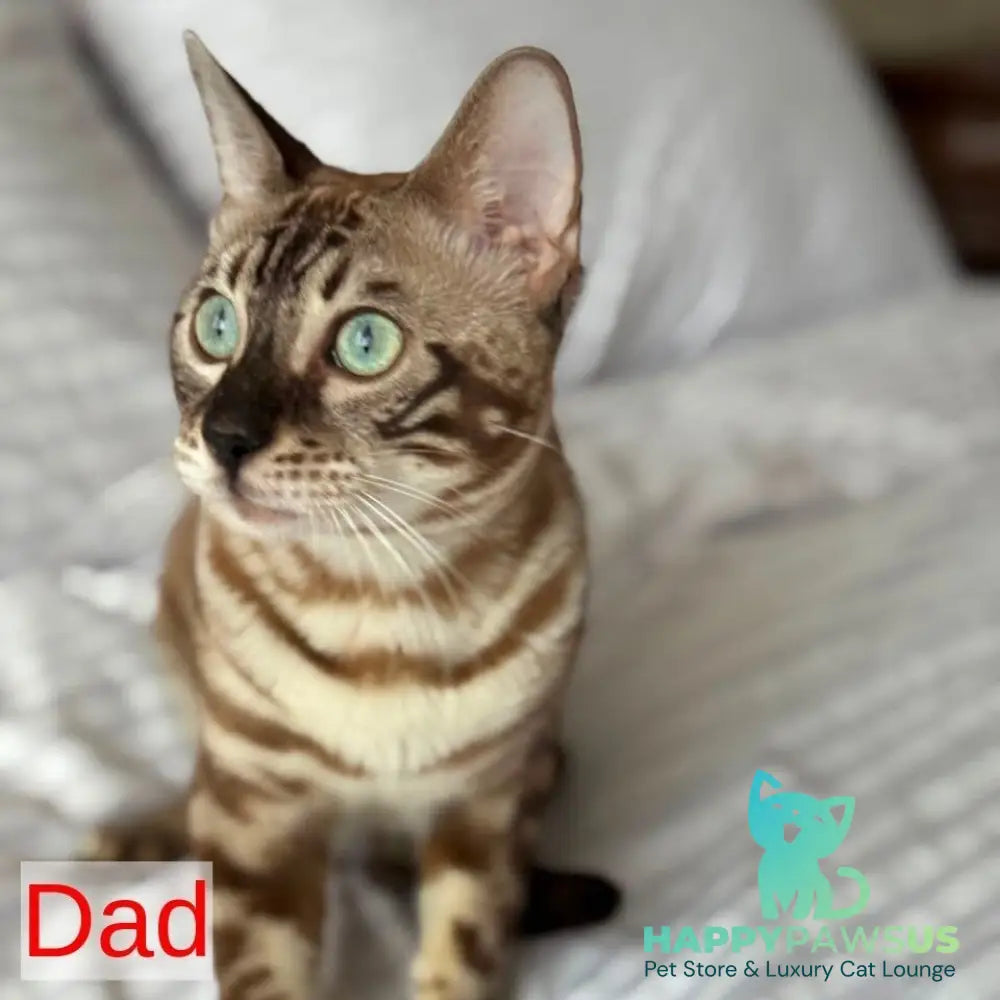 Bouncy Bengal female black spotted tabby - live animals