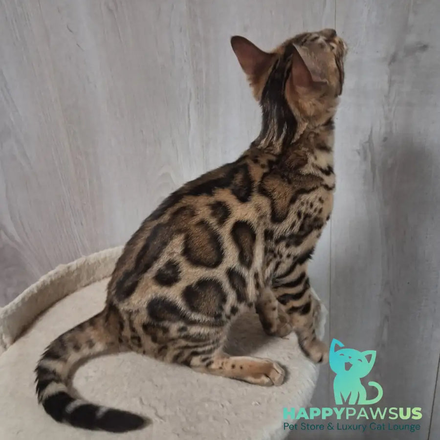 Bouncy Bengal female black spotted tabby - live animals
