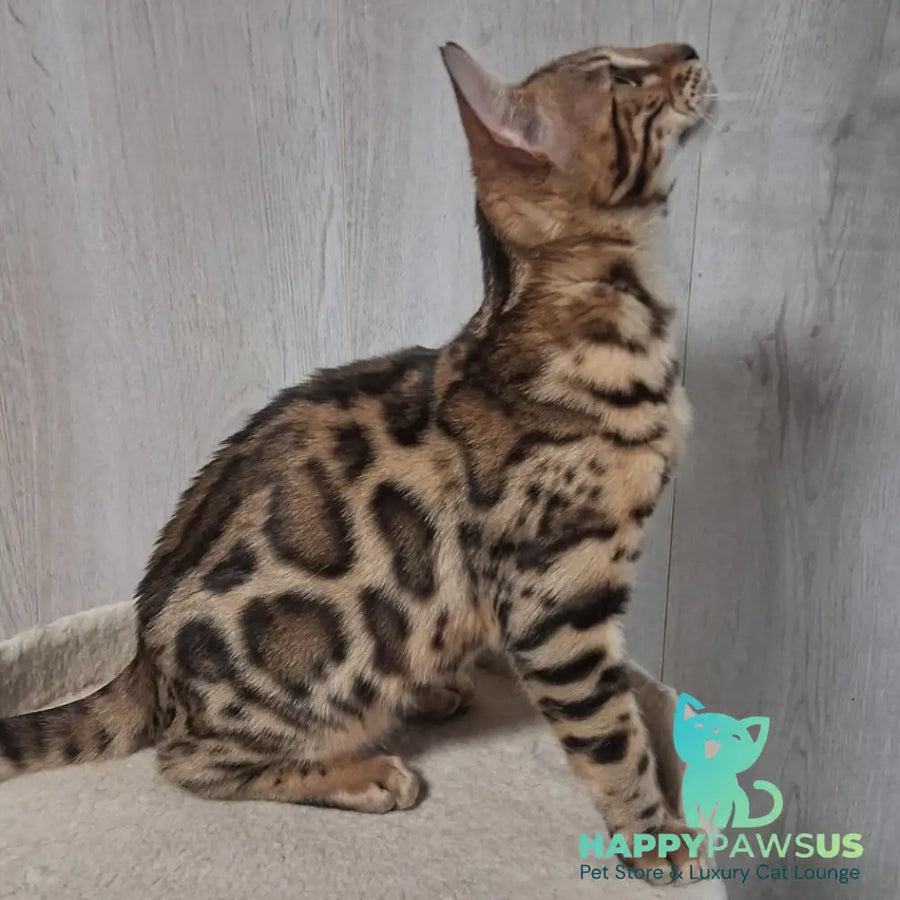 Bouncy Bengal female black spotted tabby - live animals