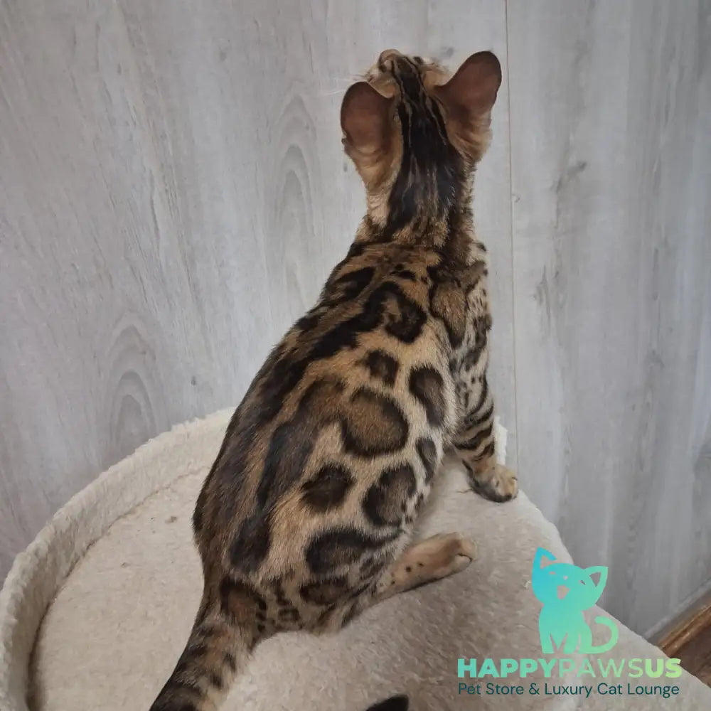 Bouncy Bengal female black spotted tabby - live animals