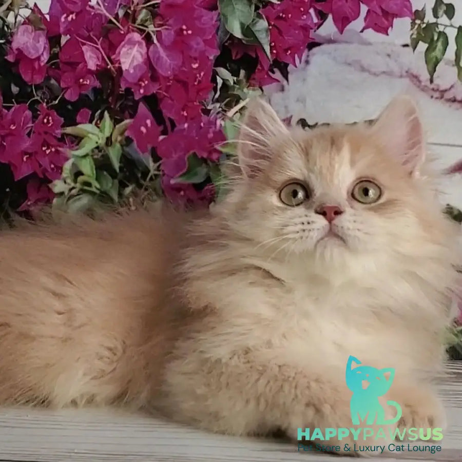 Bounty British Longhair male lilac golden chinchilla - live animals