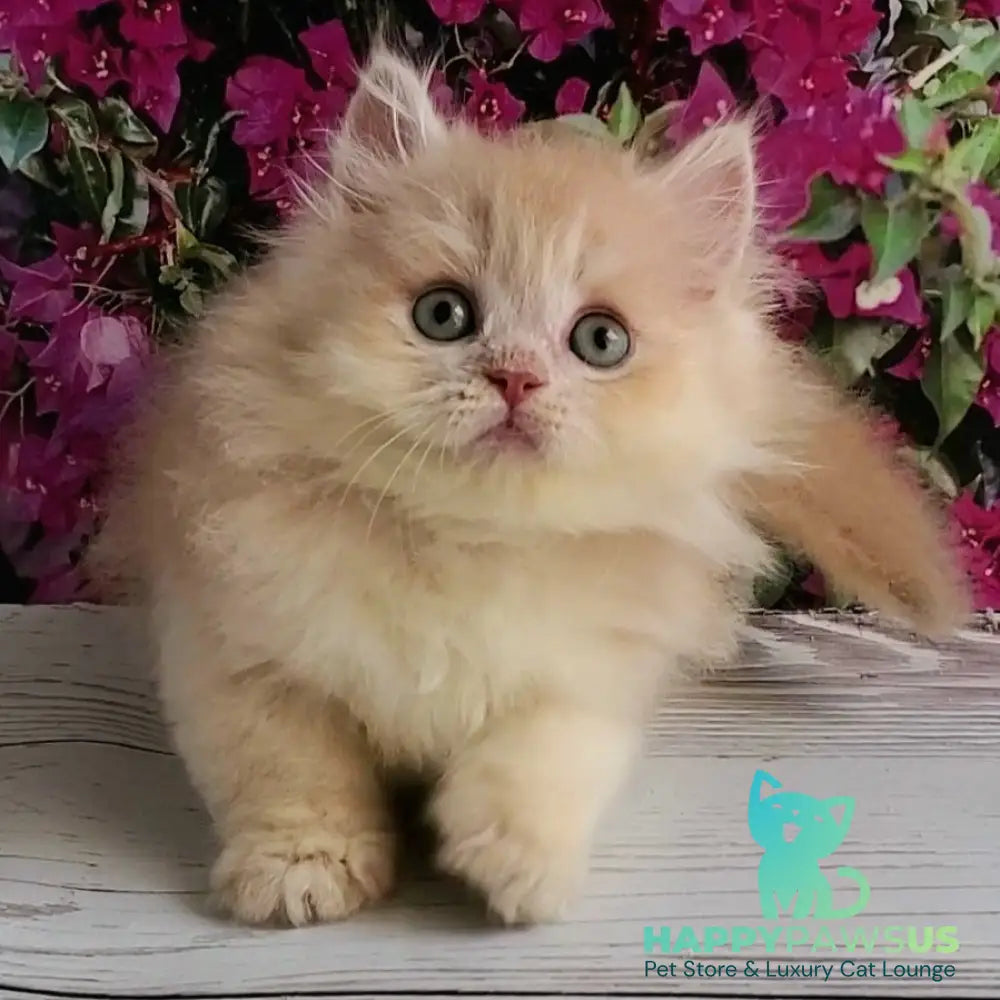 Bounty British Longhair male lilac golden chinchilla - live animals