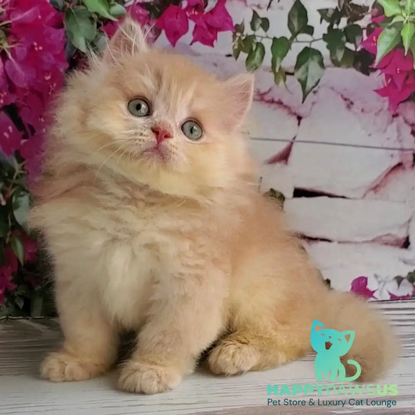 Bounty British Longhair male lilac golden chinchilla - live animals