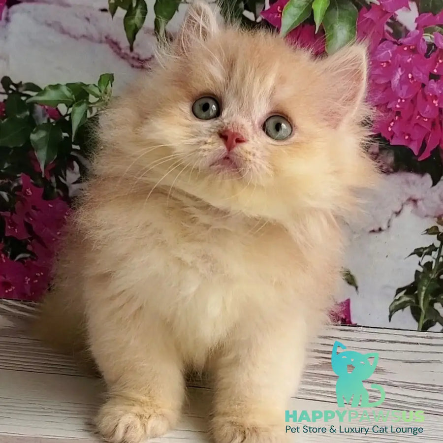 Bounty British Longhair male lilac golden chinchilla - live animals
