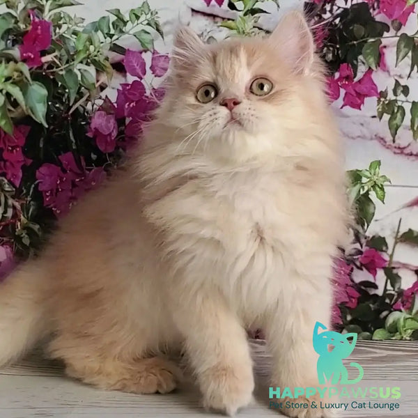 Bounty British Longhair male lilac golden chinchilla - live animals