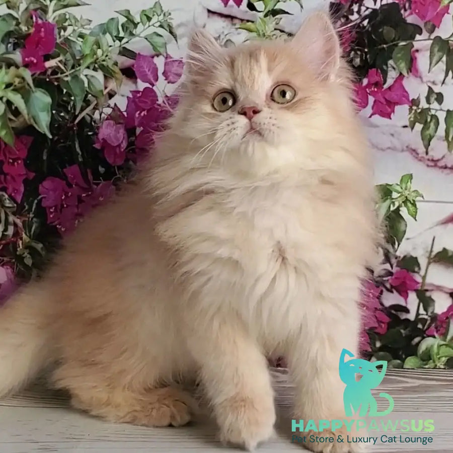 Bounty British Longhair male lilac golden chinchilla - live animals