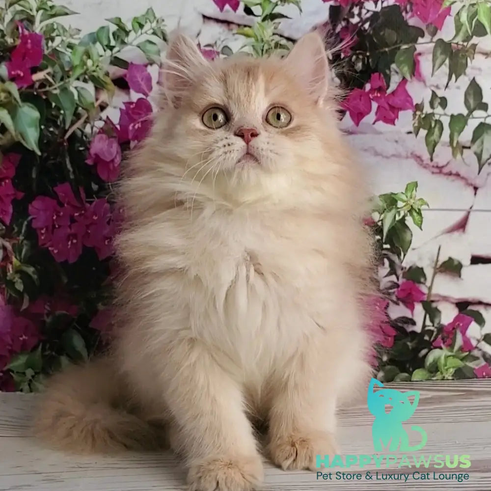Bounty British Longhair male lilac golden chinchilla - live animals