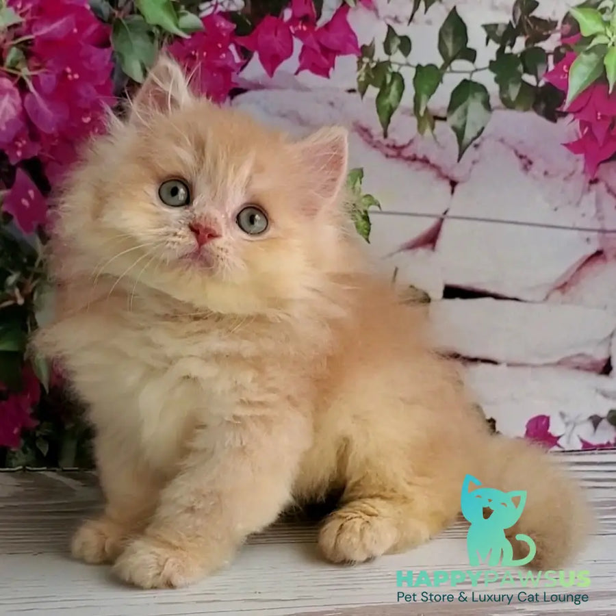 Bounty British Longhair male lilac golden chinchilla - live animals