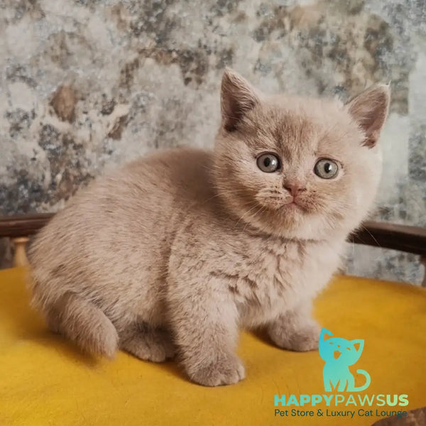 Bounty British Shorthair female fawn - live animals