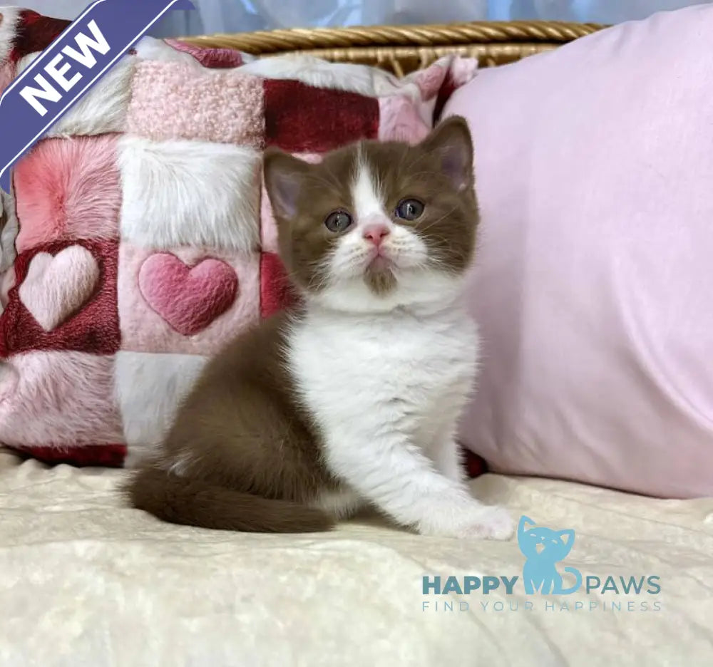 Bounty British Shorthair male cinnamon bicolour live animals