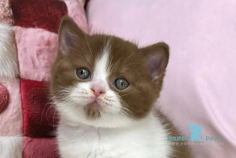 Bounty British Shorthair male cinnamon bicolour live animals