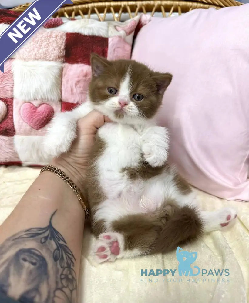 Bounty British Shorthair male cinnamon bicolour live animals