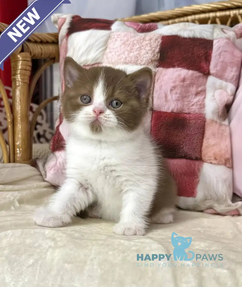 Bounty British Shorthair male cinnamon bicolour live animals
