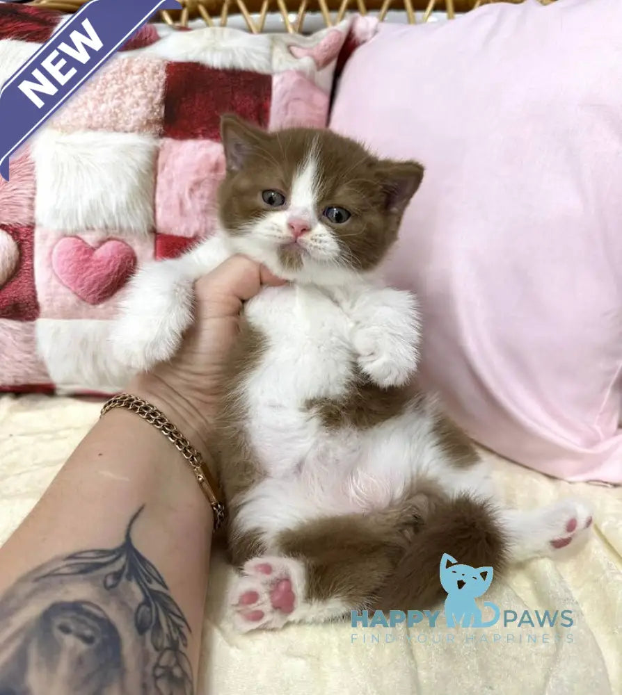Bounty British Shorthair male cinnamon bicolour live animals