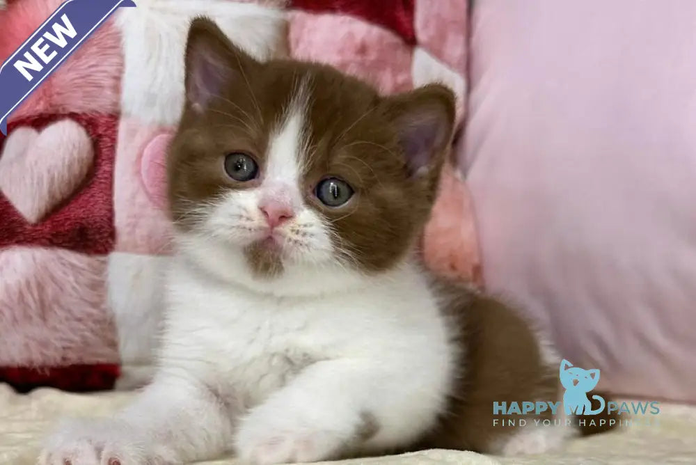 Bounty British Shorthair male cinnamon bicolour live animals