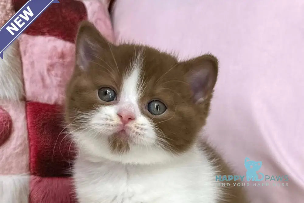 Bounty British Shorthair male cinnamon bicolour live animals